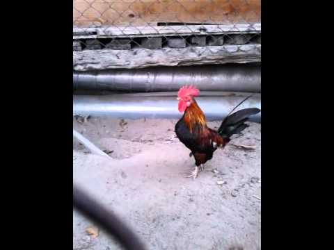 Jónás kukorékol - YouTube