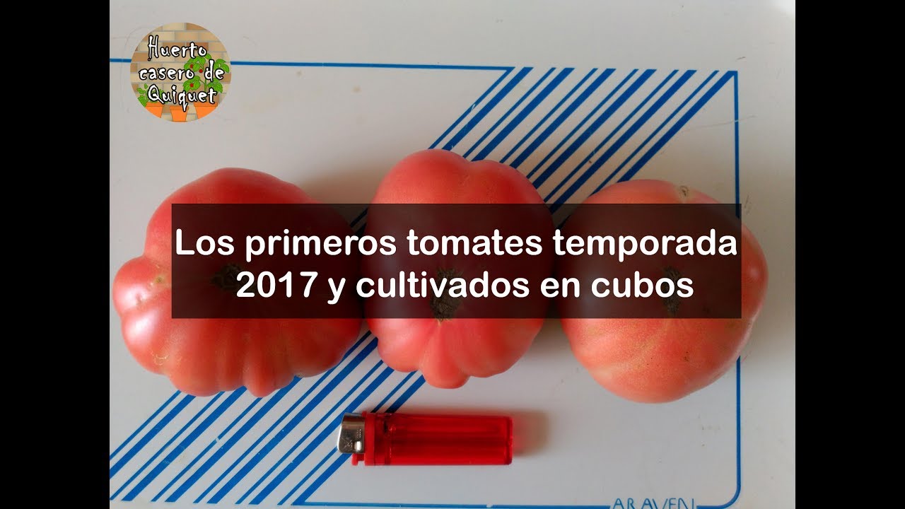 La primera cosecha de tomates cultivados en cubos en el huerto casero ...