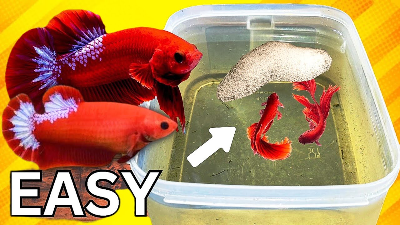 🔥 “How to Breed Betta Fish FAST — Beginners’ Guide to 100+ Fry!” - YouTube