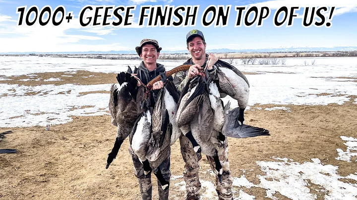 1000+ Canada Geese finish on top of us!!! | Goose Hunting the Front Range of Colorado!