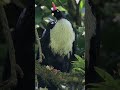 తలపై కొమ్మలున్న రహస్య పక్షి! 😱 | horned guan mysterious bird