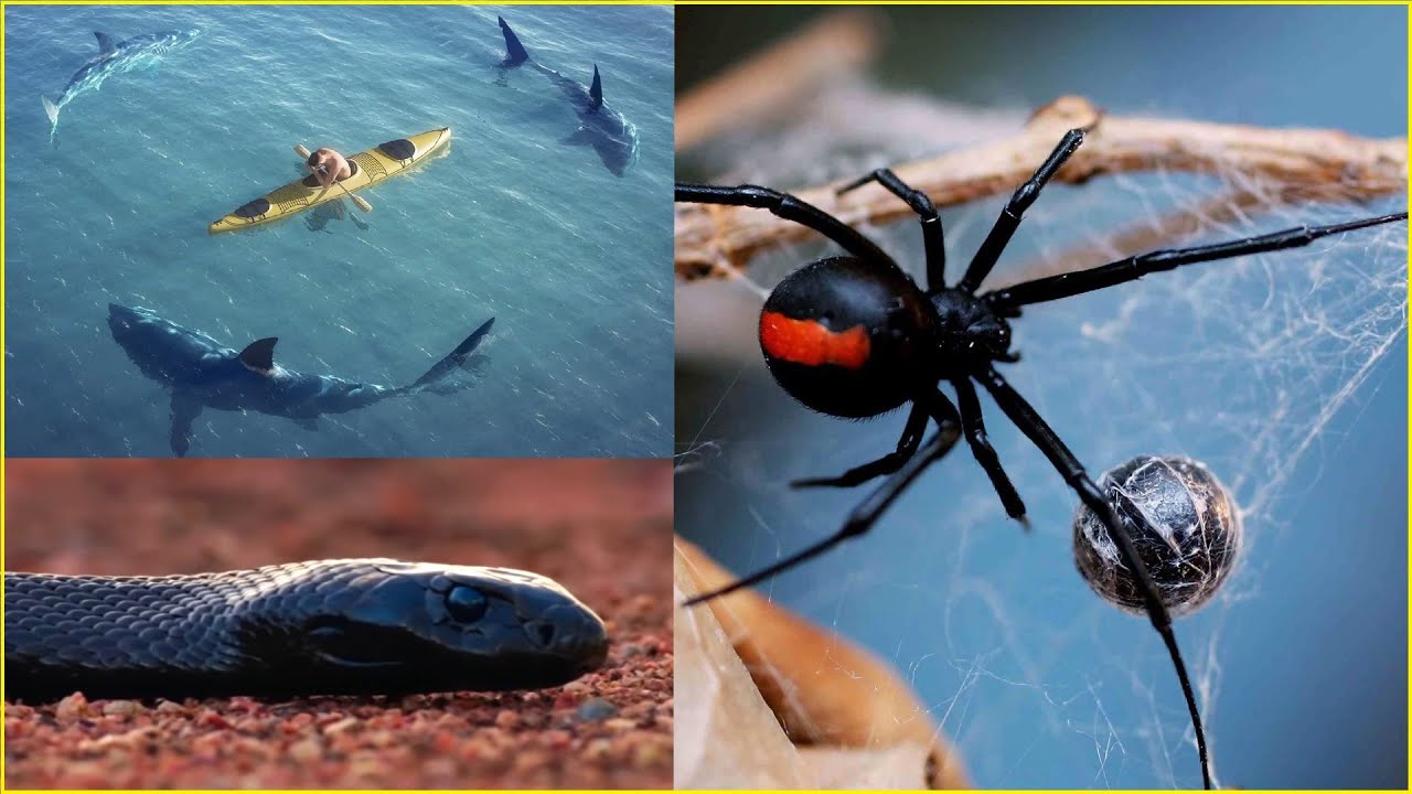 ZAÚTOČILO NA MĚ NEJNEBEZPEČNĚJŠÍ ZVÍŘE AUSTRÁLIE!