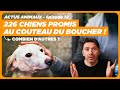 Actus animaux  chiens  labattoir  ratatouille en action  antibiotiques abusifs  veganuary