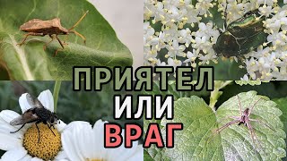 Полезни и вредни НАСЕКОМИ в зеленчуковата градина - част 1