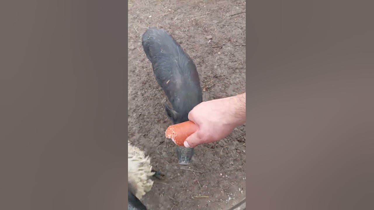 мясные овцы едят мясо - YouTube
