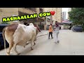 ALHAMDULILLAH masoom cow a gai😍Qurbani k liye❤️