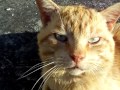 Miagolio di Gatto Maschio,  Blond Cat Meowing