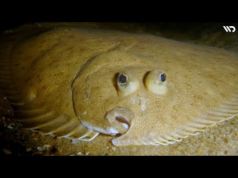 Video: Ikan Saika, penghuni laut utara