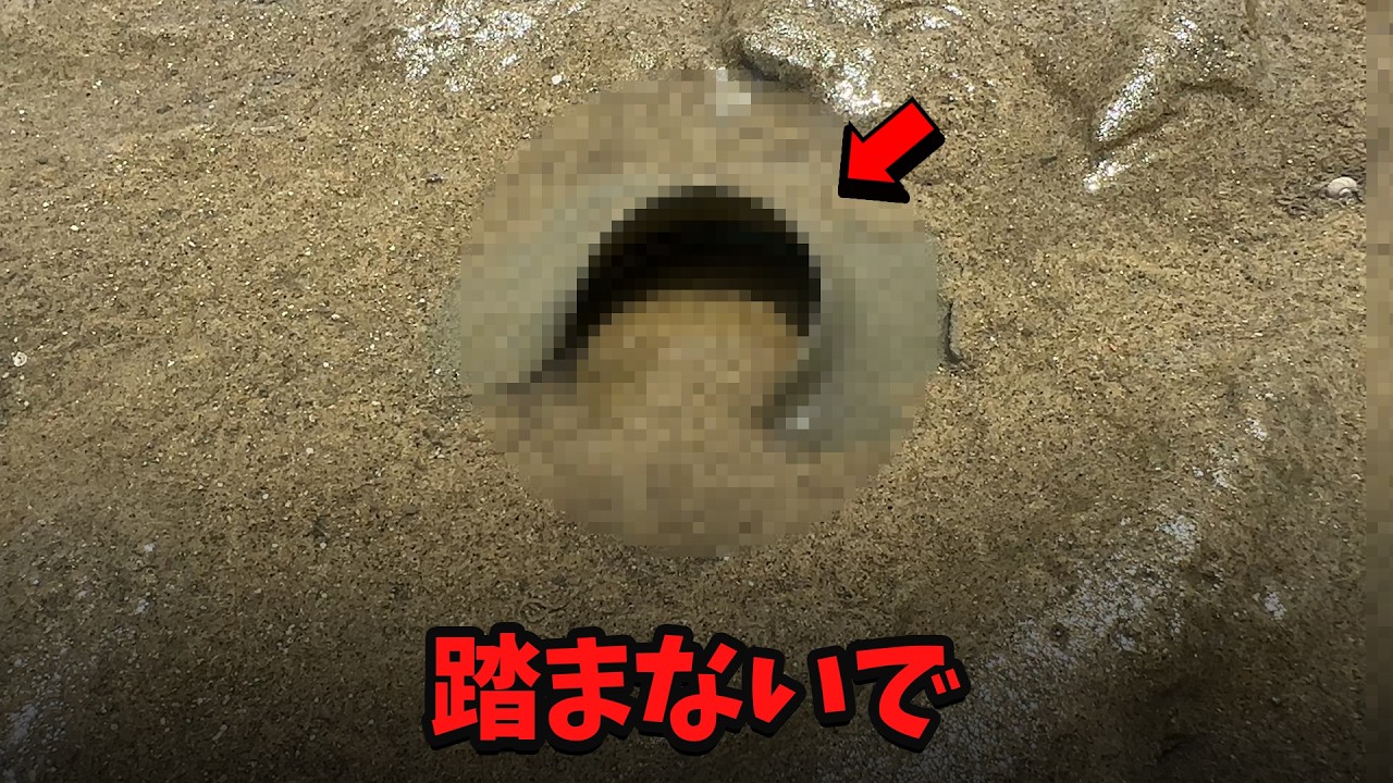 干潟に落ちている「ゴミ」かと思ったら…卵でした