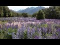 Capture de la vidéo Alexandre Desplat - The Meadow