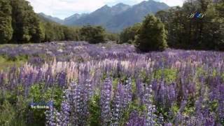 Alexandre Desplat - The meadow Resimi