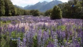 Alexandre Desplat - The meadow