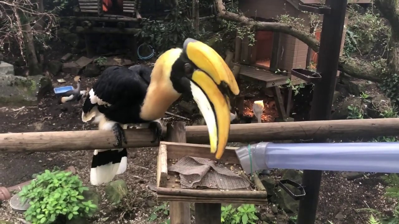 オオサイチョウ 伊豆シャボテン動物公園 Youtube オオサイチョウ 伊豆シャボテン動物公園 Youtube
