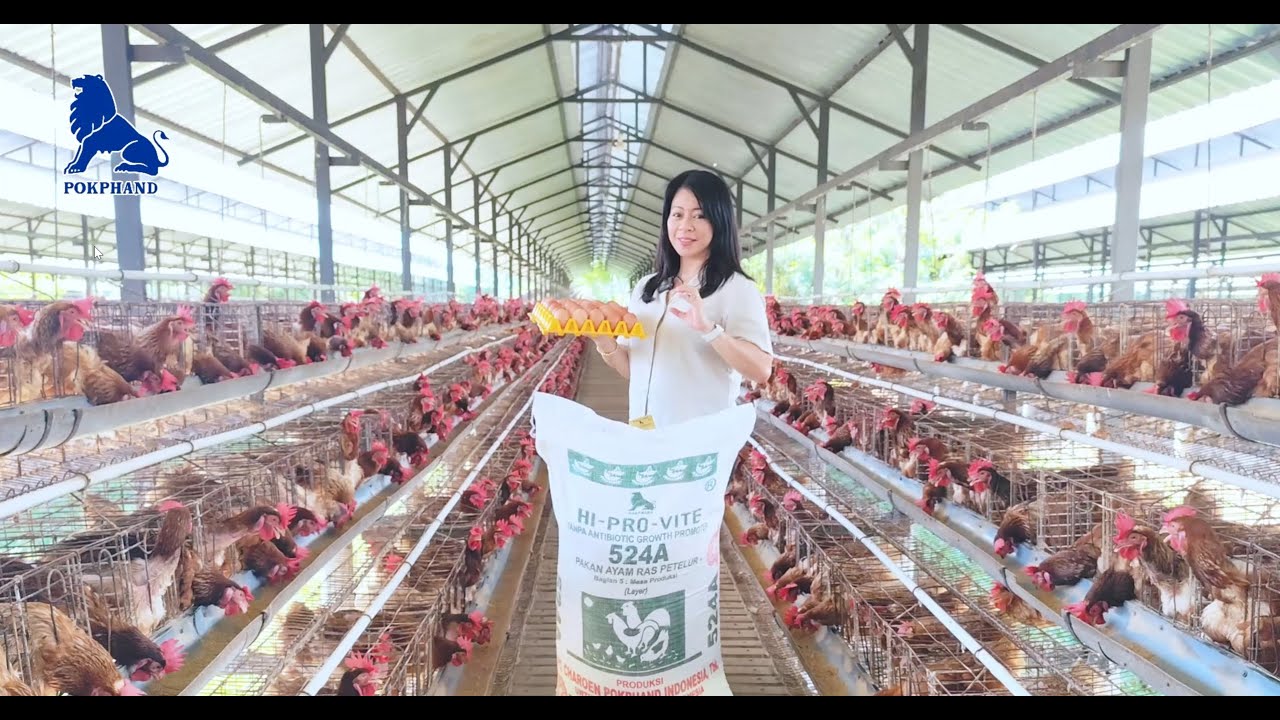 Rahasia Sukses Peternakan Planet Farm Bisa Export Telur ke Luar Negeri