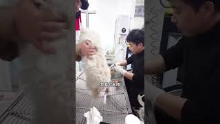 If the dog does not give birth within two hours after the amniotic fluid breaks or the interval betw by Pet Midwifery 4 views 4 days ago 2 minutes, 39 seconds