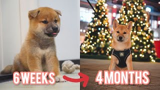 100 Days of a Shiba Inu Puppy: Cuteness Overload!