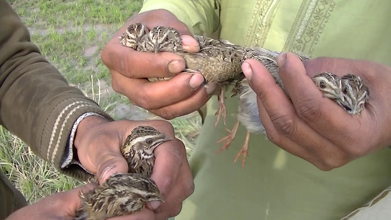 BATAIR KA SHIKAR 2020 QUAIL HUNTING 2020 YouTube
