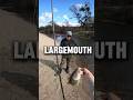 The Spring BASS Bite Is ON!!! 😱👌 #fishing #bassfishing #fishingvideo #largemouthbassfishing