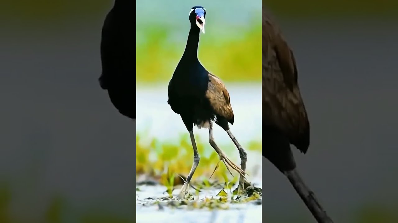 Wattled Jacana Is A Wader In The Family Jacanidae Found Throughout Much Of South America