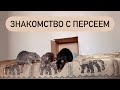 Знакомство крыс 🐀| Подселение крысенка к взрослым крысам 🐁