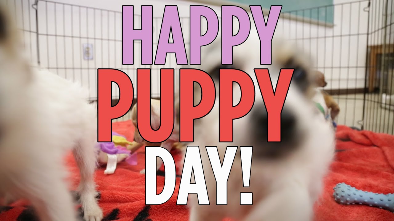 March 23 is National Puppy Day. I mean, for me, every day is National Puppy  Day, and the same goes for most of my frie…