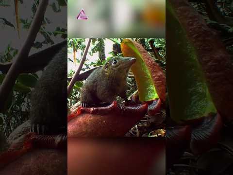 La planta alimenta