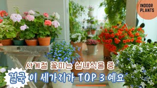 [4K] Среди комнатных растений, которые цветут круглый год, эти три входят в ТОП-3