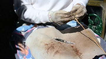 Processing Spruce Root