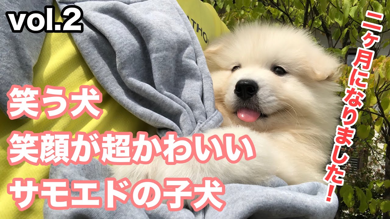 笑う犬 笑顔が超かわいいサモエド２ケ月の子犬 Samoyed Youtube