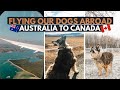 Flying our dogs abroad | Australia to Vancouver | Transporting pets on a plane - living in Canada