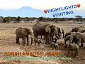 Porini amboseli camp  highlights of wildlife  selenkay conservancy  kenya  gamewatchers safari