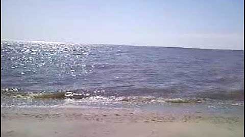 Bmorefossil Fossil collecting at Calvert Cliffs