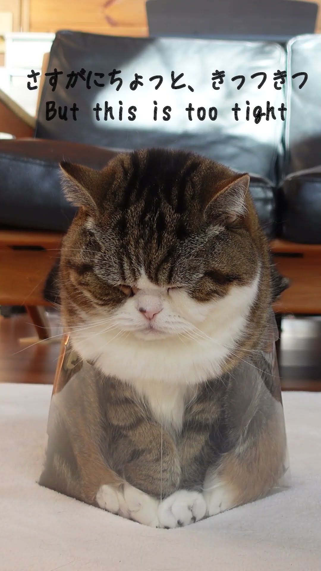 マルマル猫 Maru enjoys the Osechi box. - YouTube