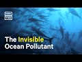 How Noise Pollution Affects Marine Life