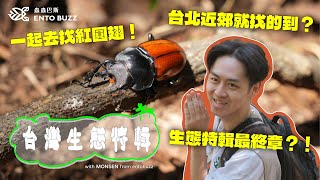 【台灣生態特輯 EP4】秋季郊山生態觀察生態特輯最終章紅圓翅鍬形蟲扁鍬形蟲國慶蟲紗帽山陽明山國家公園【森森老師採集趣】