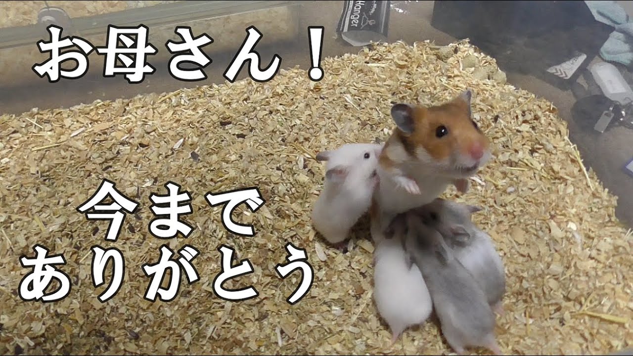 お母さんと赤ちゃんハムスターの別れ - YouTube