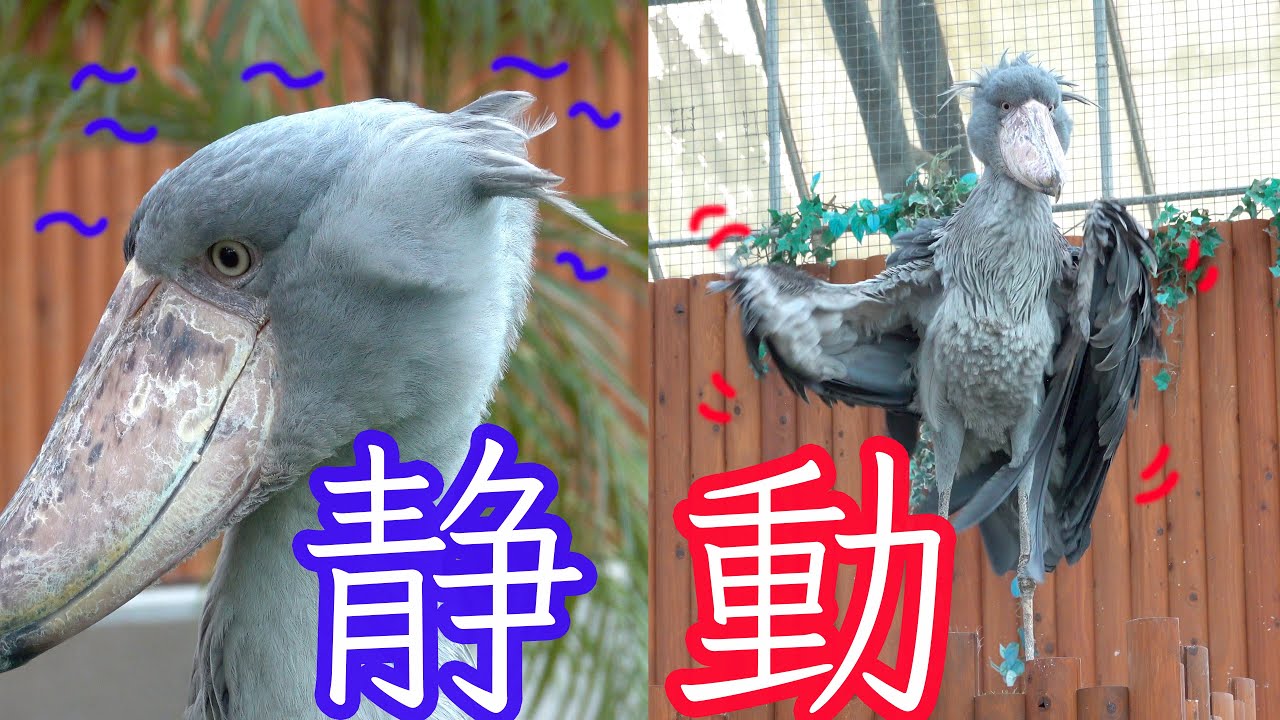 ハシビロコウのふたば、真夏の静と動! 【夏のふたば2021】Summer