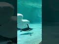 Watch Penguins Swim and Play #penguinsofinstagram #wildlife