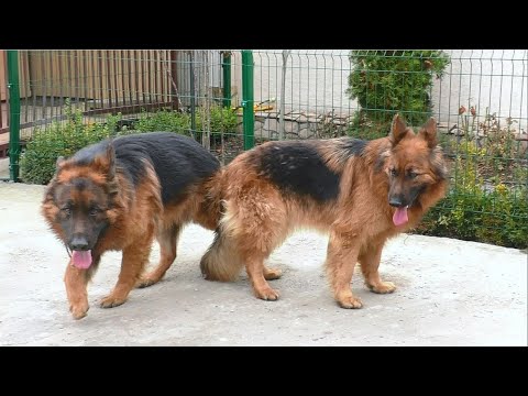 Handsome male long-haired German Shepherd Resley and his fiancee Debra. Odessa.