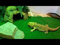 Neglected Dying Bearded Dragon RESCUE Day 17 | SHE GETS A NEW HOME! AND GIVES ME THE MIDDLE FINGER!