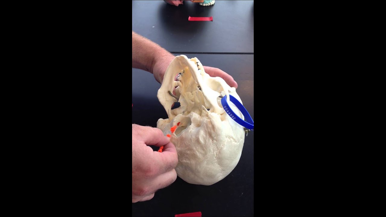 Occipital Bone - YouTube
