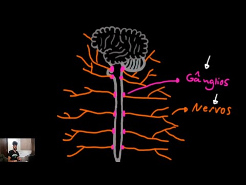 Vídeo: Montagem E Manutenção De Circuitos GABAérgicos E Glicinérgicos No Sistema Nervoso De Mamíferos