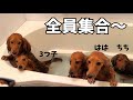 【家族風呂】お風呂で横歩きを真似するかわいいダックス3つ子ちゃん ミニチュアダックス