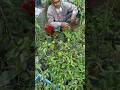 কম দামে শীতের সবজির চারাগাছ🥰 #foryou #gardening #plantsngardens #youtubeshorts #garden #ছাদবাগান