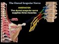 The Dorsal Scapular Nerve - Everything You Need To Know - Dr. Nabil Ebraheim