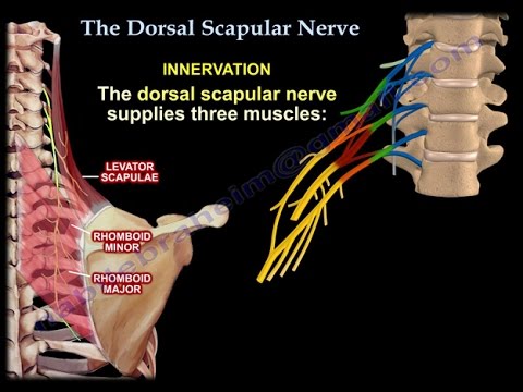 The Dorsal Scapular Nerve - Everything You Need To Know - Dr. Nabil