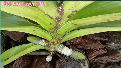 Làm cách này để cây lan ngọc điểm bị nhăn lá phục hồi nhanh và ra rễ nhiều