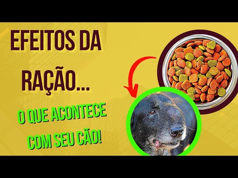 Vídeo: Escolhendo o alimento certo para o seu cão