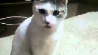 Le Chat Choque Youtube