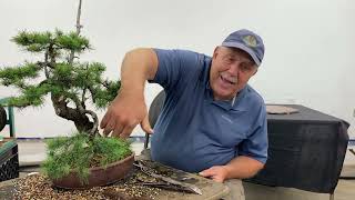 How to moss up a bonsai